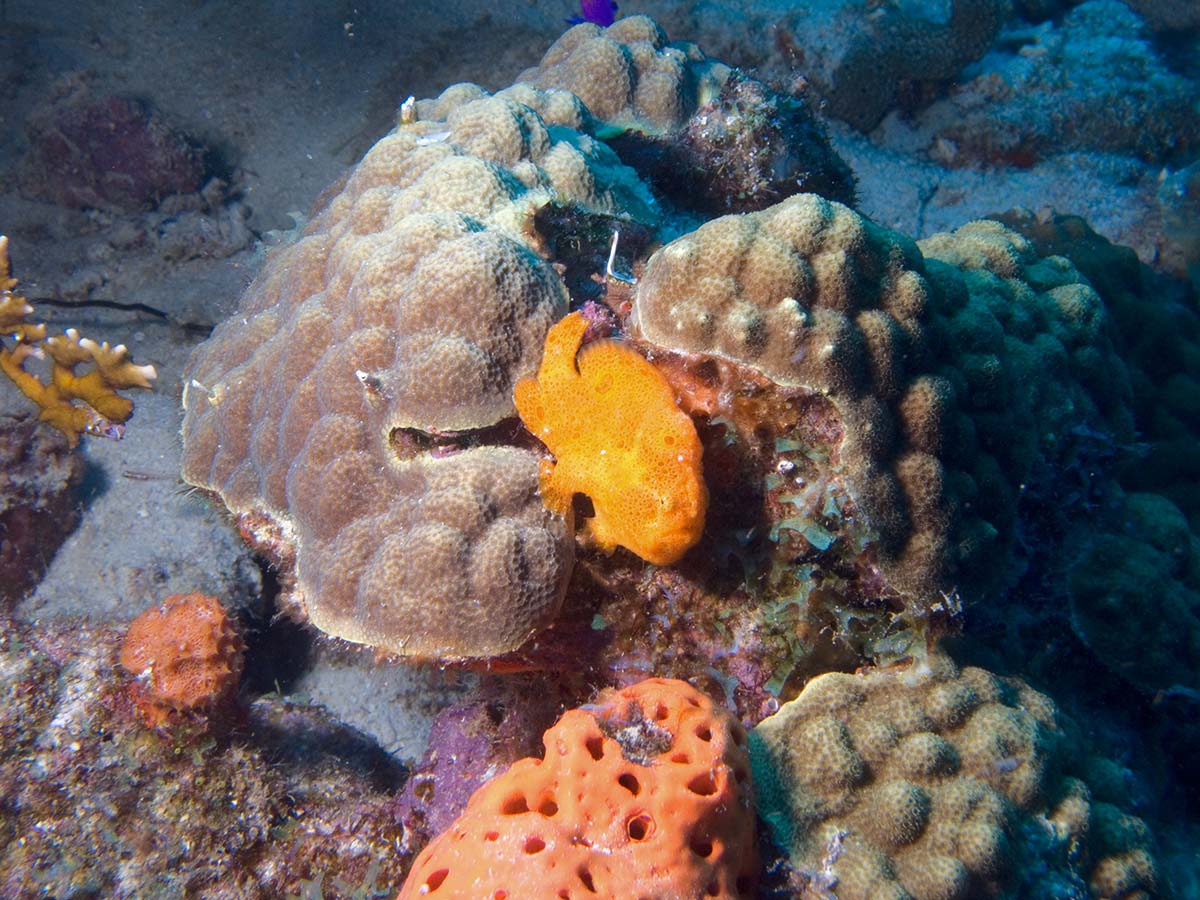 gal/Bonaire 2006/LongLureFrogfish5x3.jpg